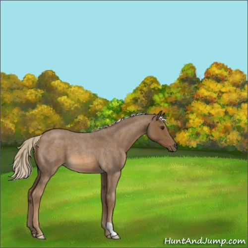 Horse Color:Chocolate Palomino Roan 