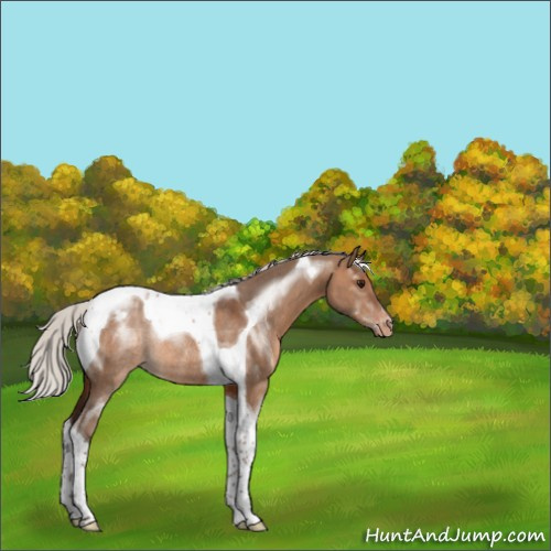 Horse Color:Silver Brown Dun Tobiano Appaloosa Rabicano 