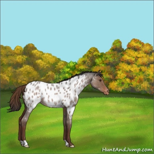 Horse Color:Liver Red Dun Roan Appaloosa 