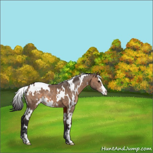 Horse Color:White Spotted Brown Dun Sabino 