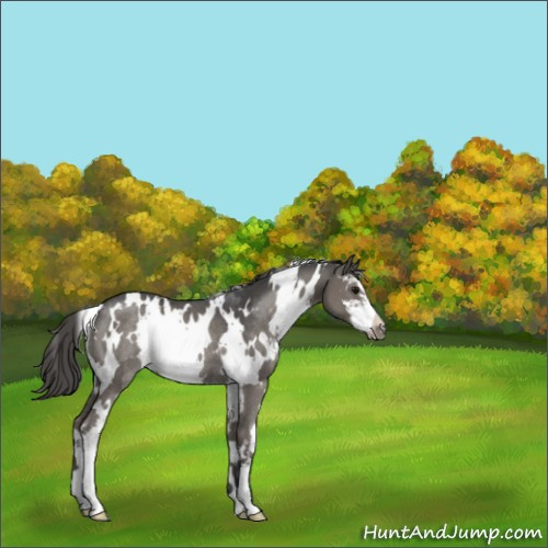 Horse Color:White Spotted Grullo Sabino Appaloosa Rabicano 