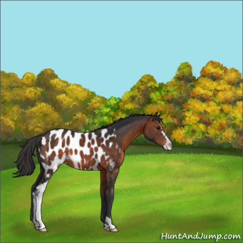 Horse Color:Brown Sabino Appaloosa 
