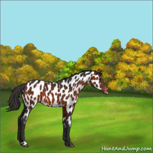 Horse Color:Brown Near Leopard 