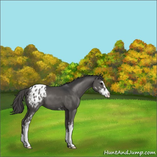 Horse Color:Grullo Sabino Varnish 