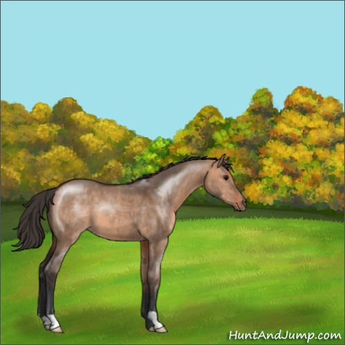 Horse Color:Bay Dun 