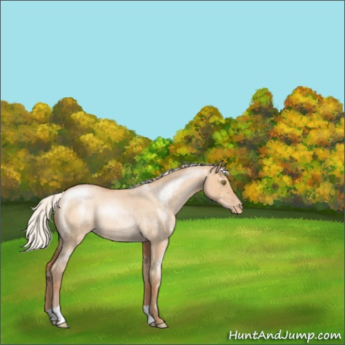 Horse Color:Silver Bay Roan Pearl Dun Rabicano