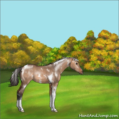 Horse Color:White Spotted Bay Dun Tobiano Rabicano 