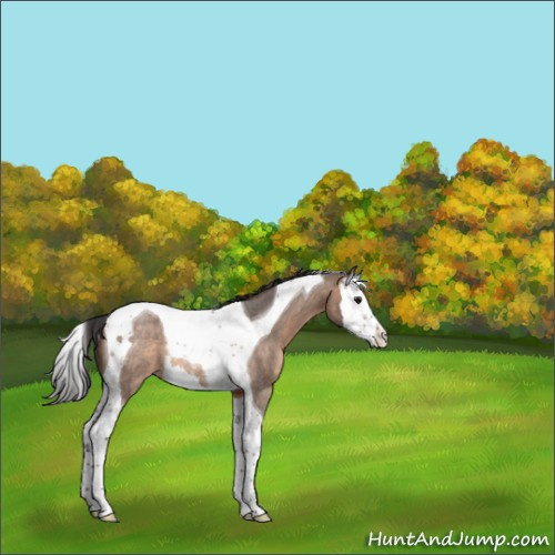 Horse Color:Brown Roan Dun Splash Tobiano Rabicano 