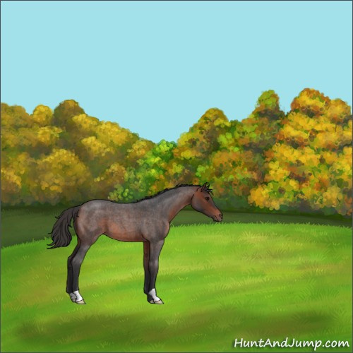 Horse Color:Brown Roan 