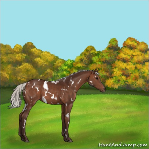 Horse Color:White Spotted Silver Brown 