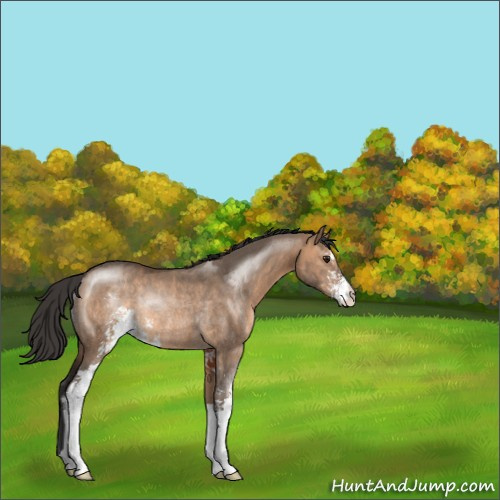 Horse Color:Brown Dun Sabino Rabicano 