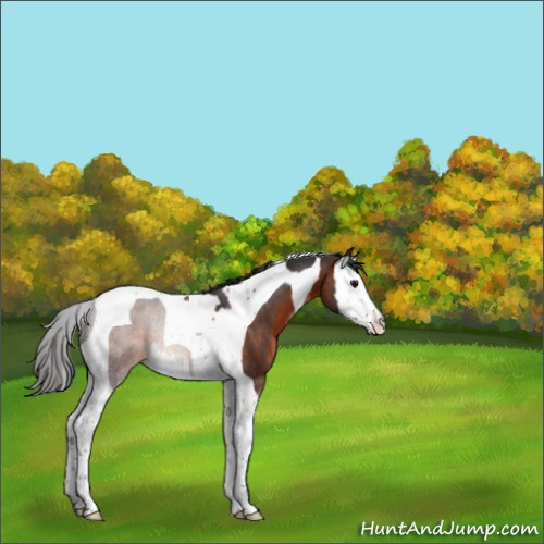 Horse Color:Brown Sabino Splash Tobiano Rabicano 