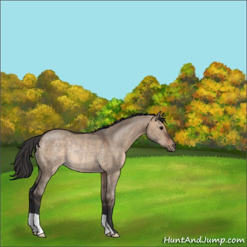 Horse Color:Brown Dun Rabicano 