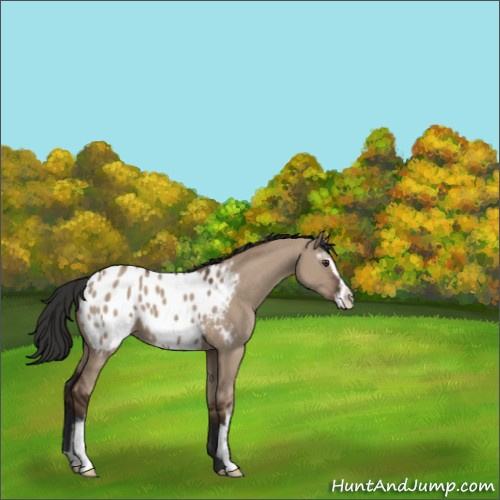 Horse Color:Liver Red Dun Sabino Appaloosa 