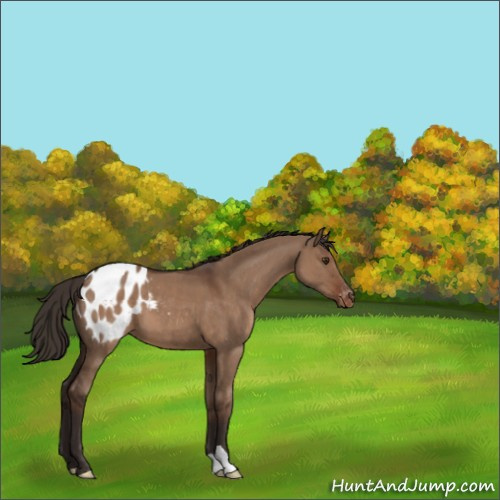 Horse Color:Liver Red Dun Appaloosa 