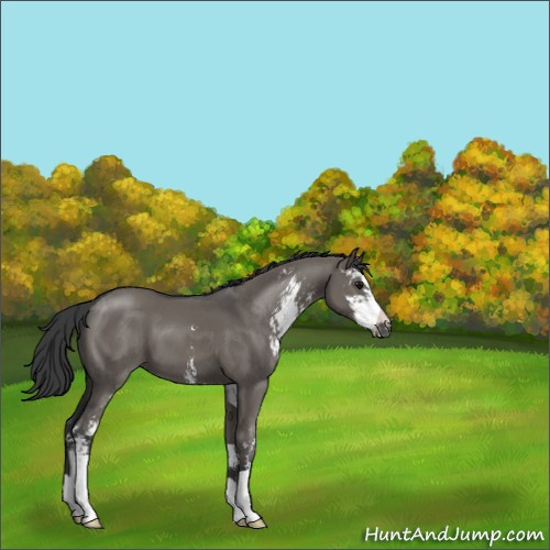 Horse Color:Grullo Sabino 
