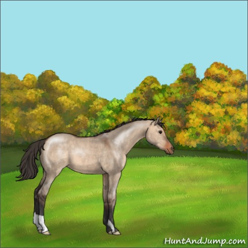 Horse Color:Bay Dun 