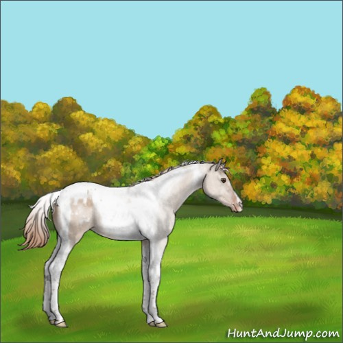 Horse Color:Liver Red Dun Tobiano Appaloosa 