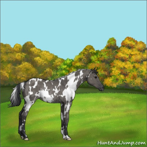 Horse Color:White Spotted Grullo Rabicano 