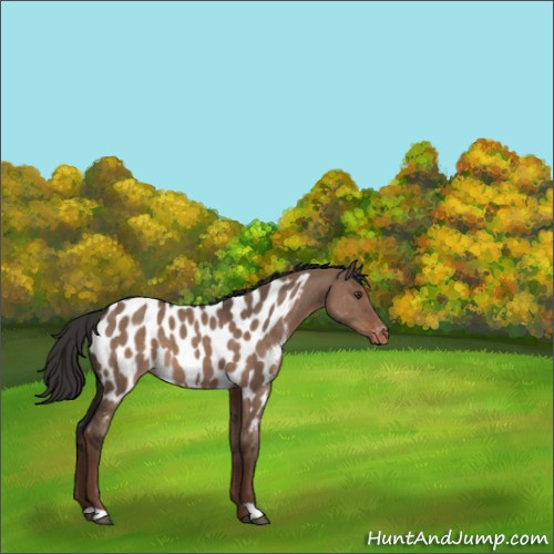 Horse Color:Liver Red Dun Appaloosa 