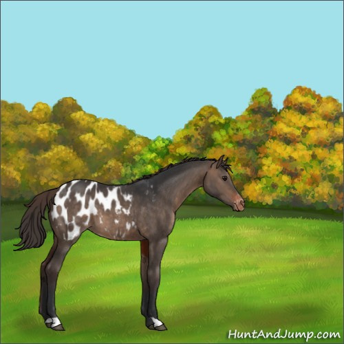 Horse Color:Brown Dun Appaloosa 
