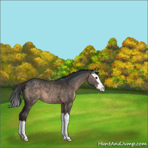 Horse Color:Brown Dun Splash 