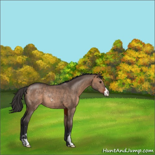 Horse Color:Bay Dun Sabino Rabicano 
