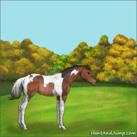 Horse Color:Bay Tobiano Rabicano