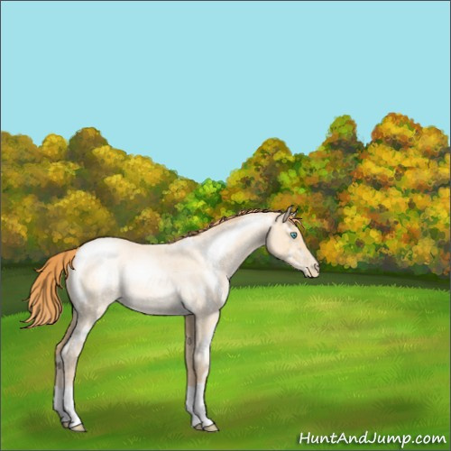 Horse Color:Buckskin Roan Pearl Dun Rabicano 