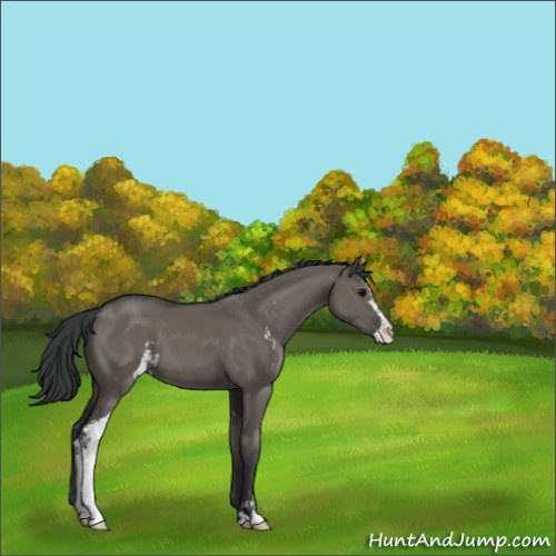 Horse Color:Grullo Sabino 