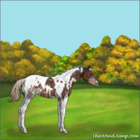 Horse Color:White Spotted Liver Chestnut Tobiano Rabicano