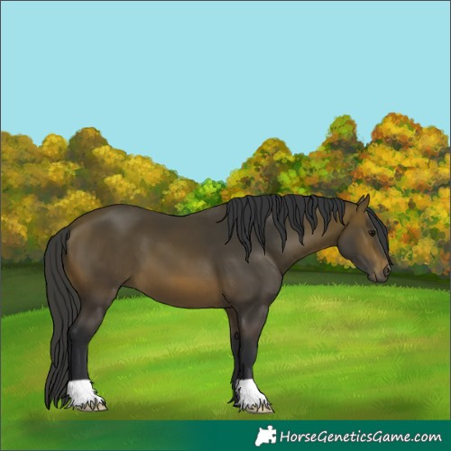 Horse Color:Brown 