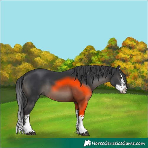 Horse Color:Black Sabino Splash 
