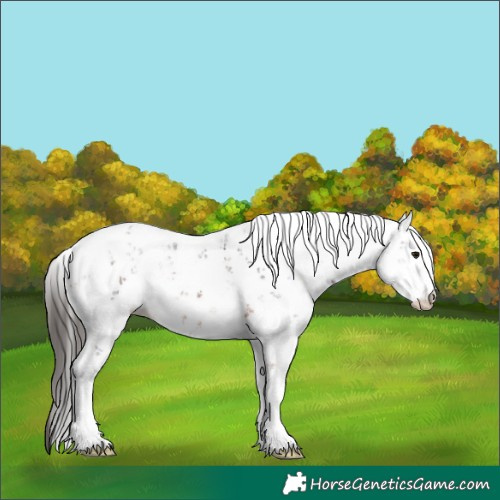 Horse Color:Bay Sabino 