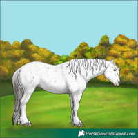 Horse Color:Bay Sabino 