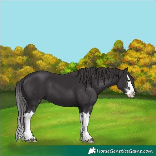 Horse Color:Smoky Black Sabino Splash 