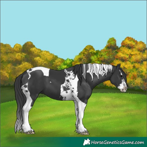 Horse Color:Black Splash Tobiano 