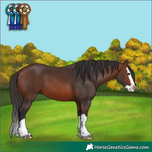 Horse Color:Brown Splash