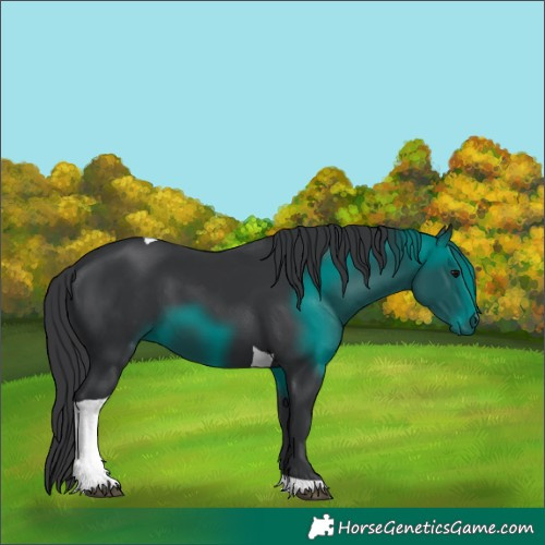 Horse Color:Black Tobiano 