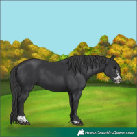 Horse Color:Black Sabino 