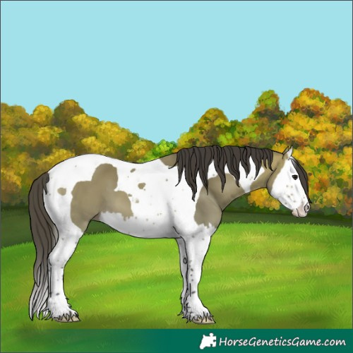 Horse Color:Buckskin Splash Tobiano 