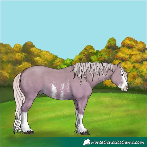 Horse Color:Silver Smoky Grullo Sabino Splash 
