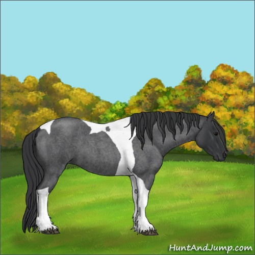 Horse Color:Blue Roan Tobiano
