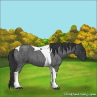 Horse Color:Blue Roan Tobiano 