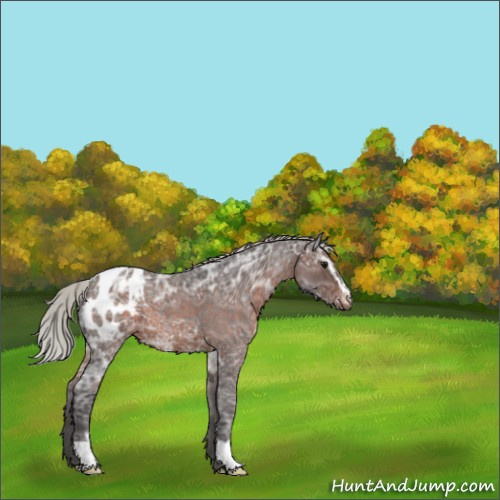 Horse Color:Silver Brown Ice Roan Sabino Blanket 