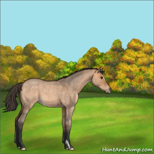 Horse Color:Bay Roan Dun 