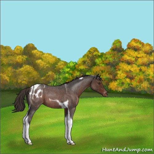 Horse Color:Liver Red Roan Tobiano Appaloosa 