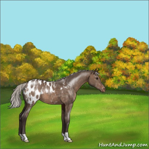 Horse Color:Silver Brown Dun Appaloosa 