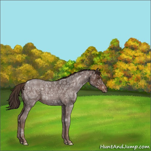 Horse Color:Liver Red Ice Roan 