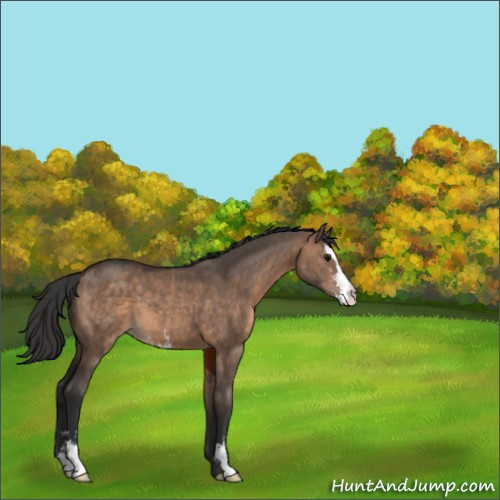 Horse Color:Brown Dun Sabino 